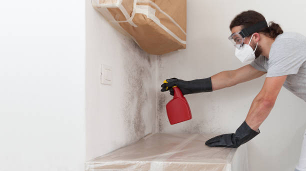Basement Mold Remediation treatment on basement walls in New Germany
